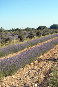 Présentation du vignoble